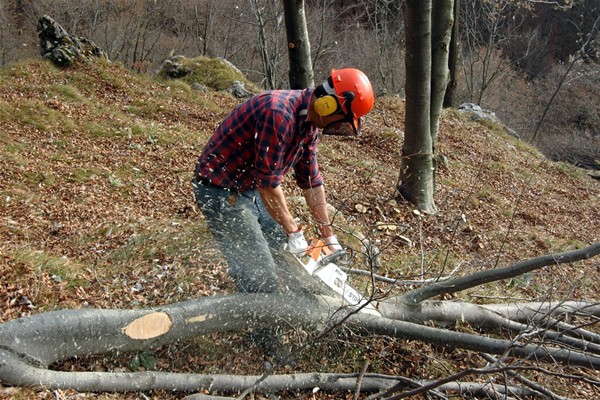 TAGLIO VEGETAZIONE ARBOREA LUNGO STRADE COMUNALI E VICINALI