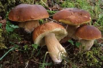 Corso formativo di preparazione ed esame per il rilascio dell&#39;idoneit&#224; alla vendita per gli esercenti il commercio di funghi epigei freschi spontanei