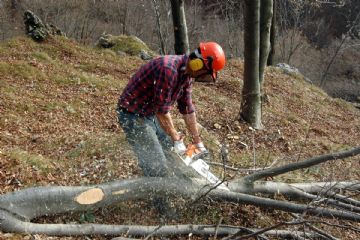 Ordinanza di abbattimento e rimozione alberi lungo le strade pubbliche